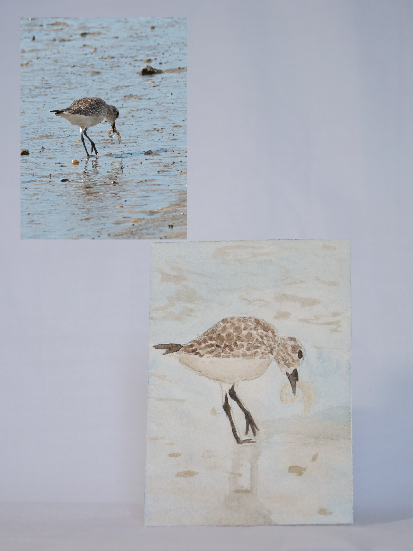 Hungry Willet | Original Watercolor Painting | Coastal Bird Art