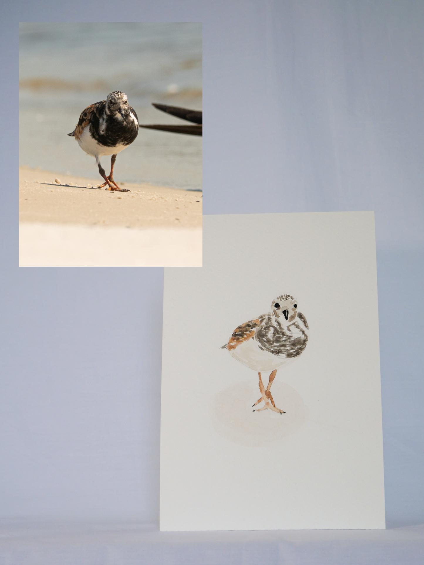 Strutting Ruddy Turnstone | Original Watercolor Painting | Coastal Bird Art