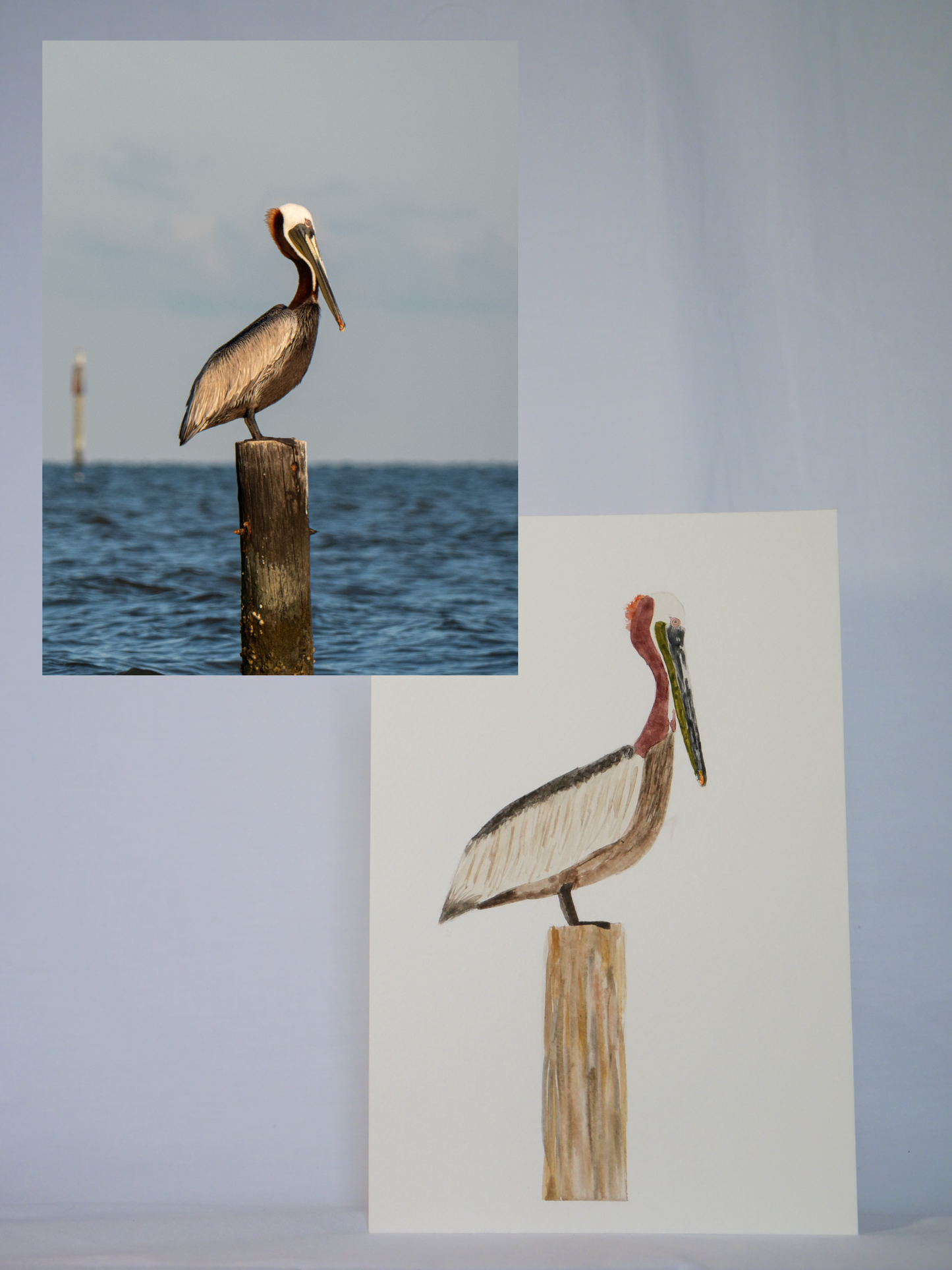 Gazing Brown Pelican | Original Watercolor Painting | Coastal Bird Art