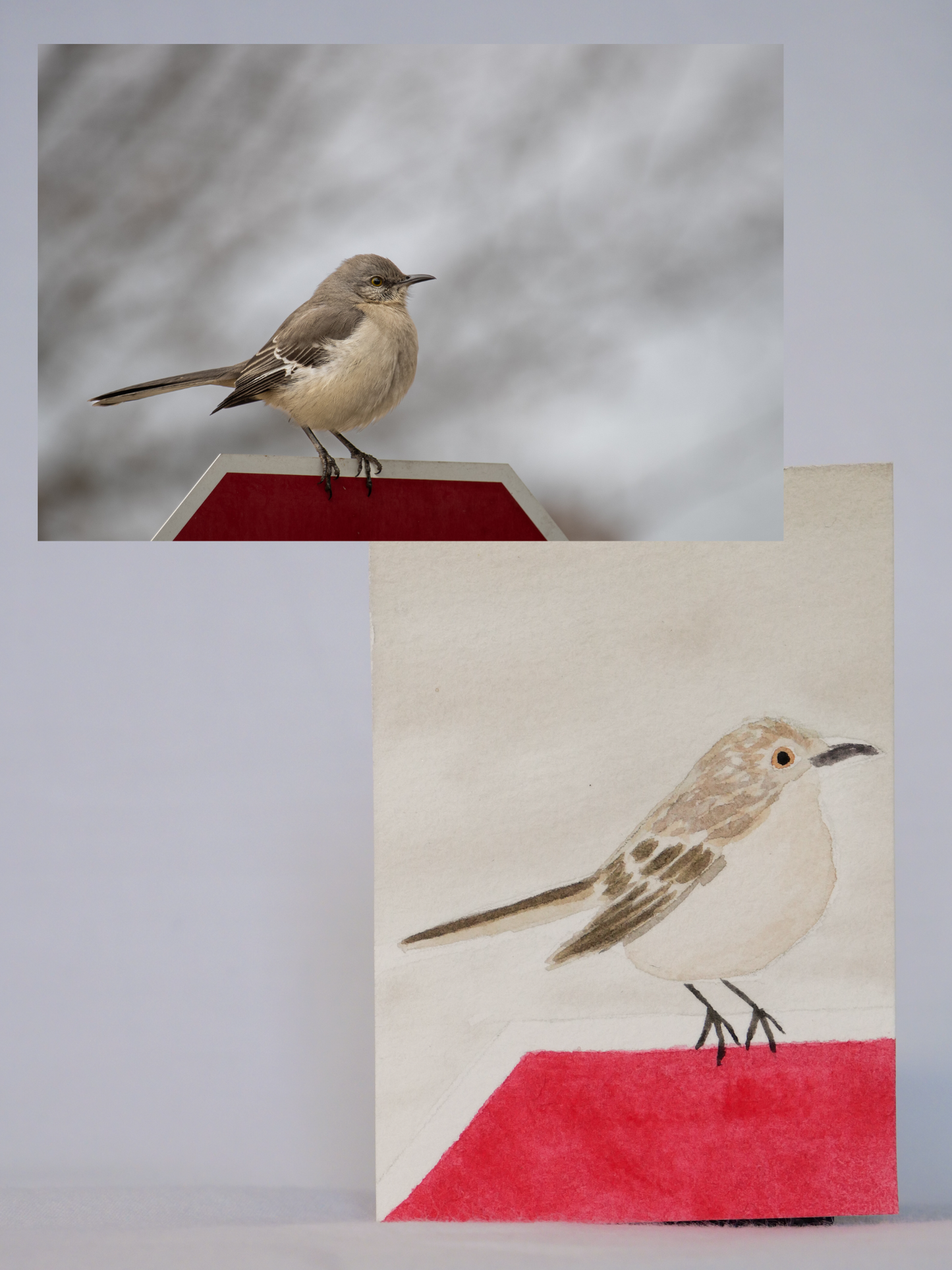 Stopped Mockingbird | Original Watercolor Painting | Coastal Bird Art