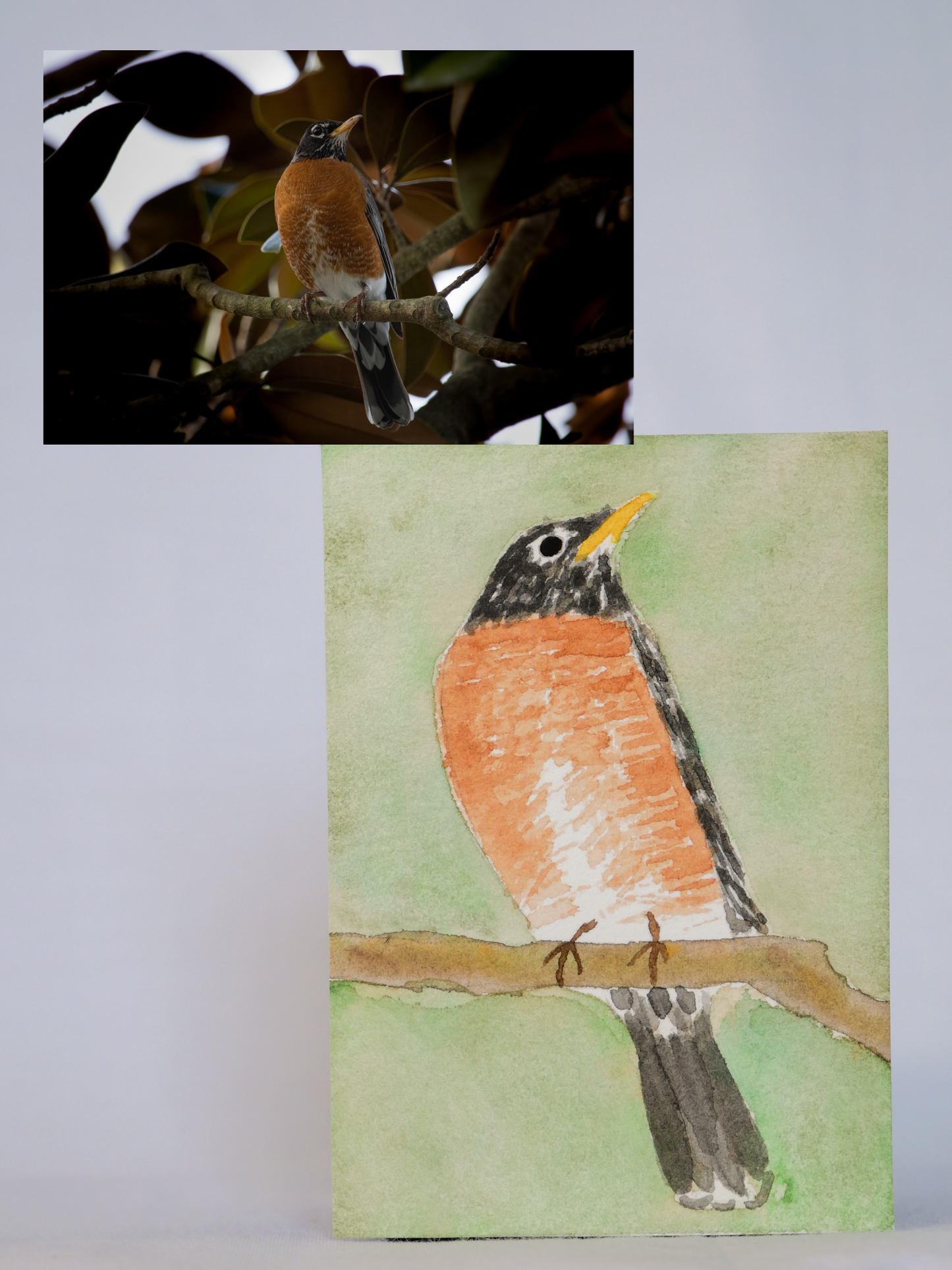 Stoic American Robin | Original Watercolor Painting | Coastal Bird Art
