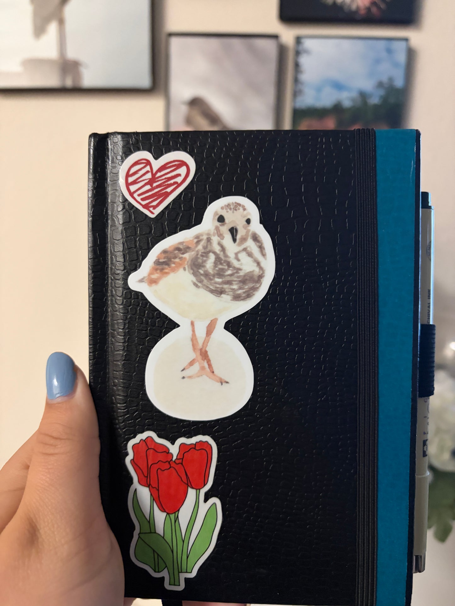 Shorebird Sticker, Ruddy Turnstone Watercolor Art, Coastal Bird Sticker, Bird Watcher Gift, Gulf Coast Art, Die Cut Vinyl Sticker