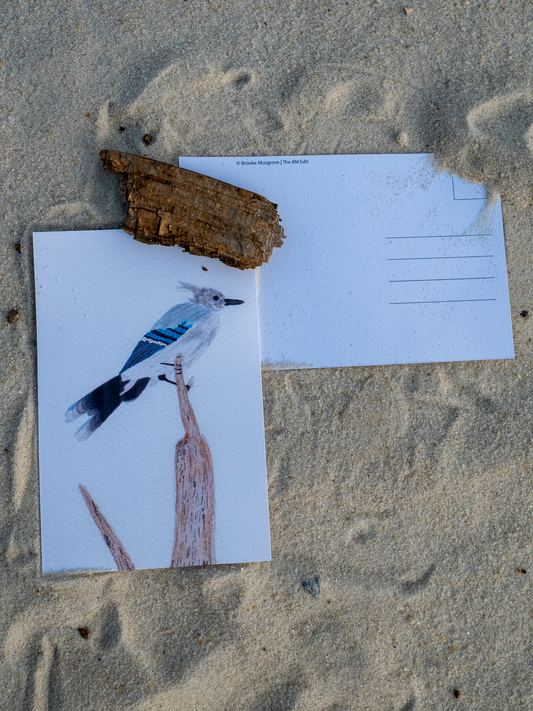 Blue Jay Postcard, Watercolor Bird Art Print, Nature Lover Gift, Bird Watcher Card, Wildlife Art, Backyard Bird Art, 4x6 Art Card