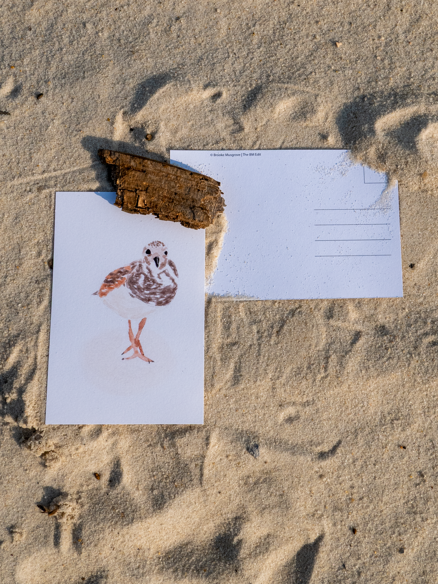 Shorebird Postcard, Ruddy Turnstone Watercolor Art, Coastal Bird Print, Bird Watcher Gift, Gulf Coast Art, Beach Bird Card, 4x6