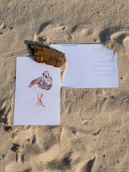 Shorebird Postcard, Ruddy Turnstone Watercolor Art, Coastal Bird Print, Bird Watcher Gift, Gulf Coast Art, Beach Bird Card, 4x6