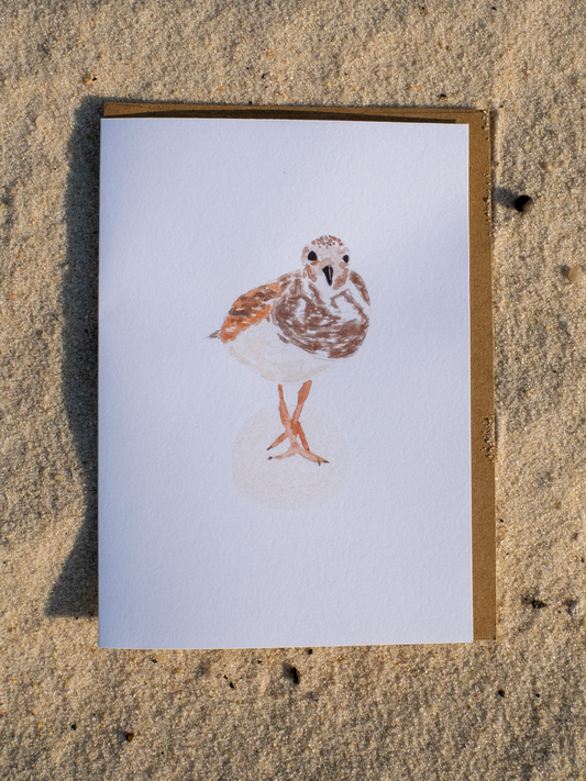 Shorebird Greeting Card, Ruddy Turnstone Watercolor Art, Coastal Bird Card, Bird Watcher Gift, Gulf Coast Nature Card, Blank Inside 5x7