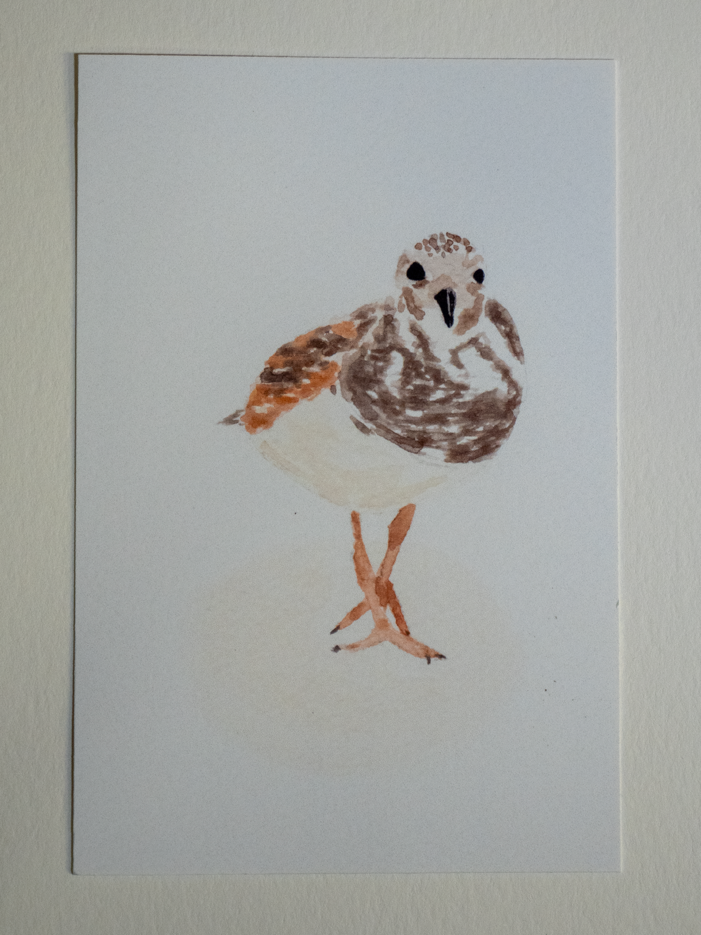 Shorebird Postcard, Ruddy Turnstone Watercolor Art, Coastal Bird Print, Bird Watcher Gift, Gulf Coast Art, Beach Bird Card, 4x6