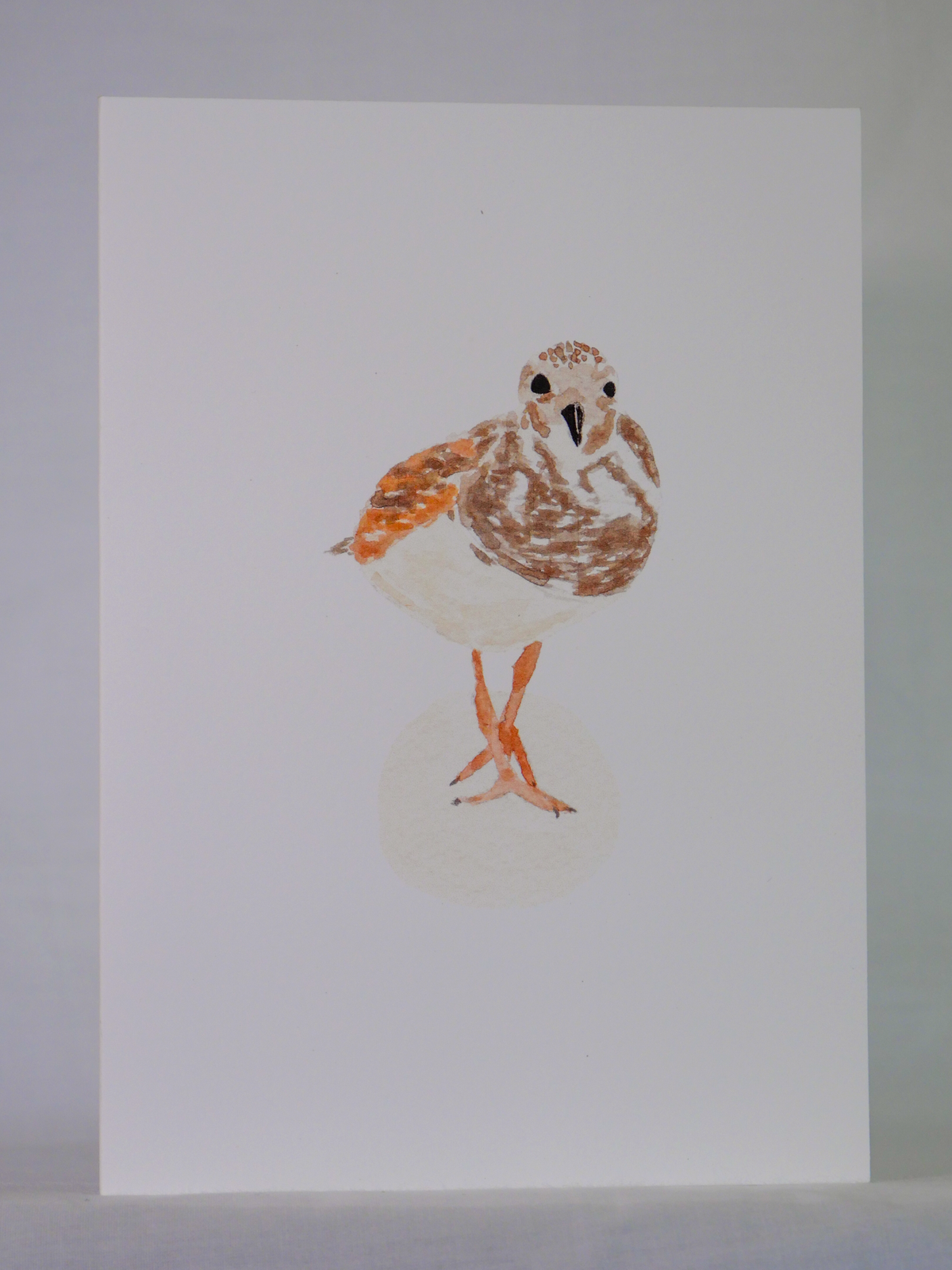 Ruddy Turnstone Greeting Card
