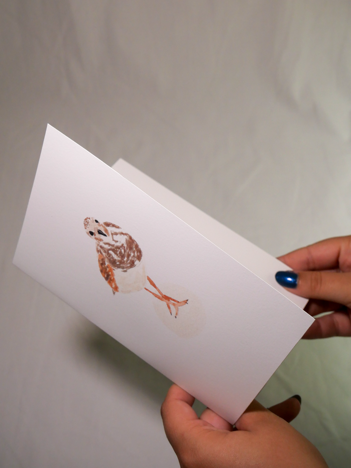 Ruddy Turnstone Greeting Card