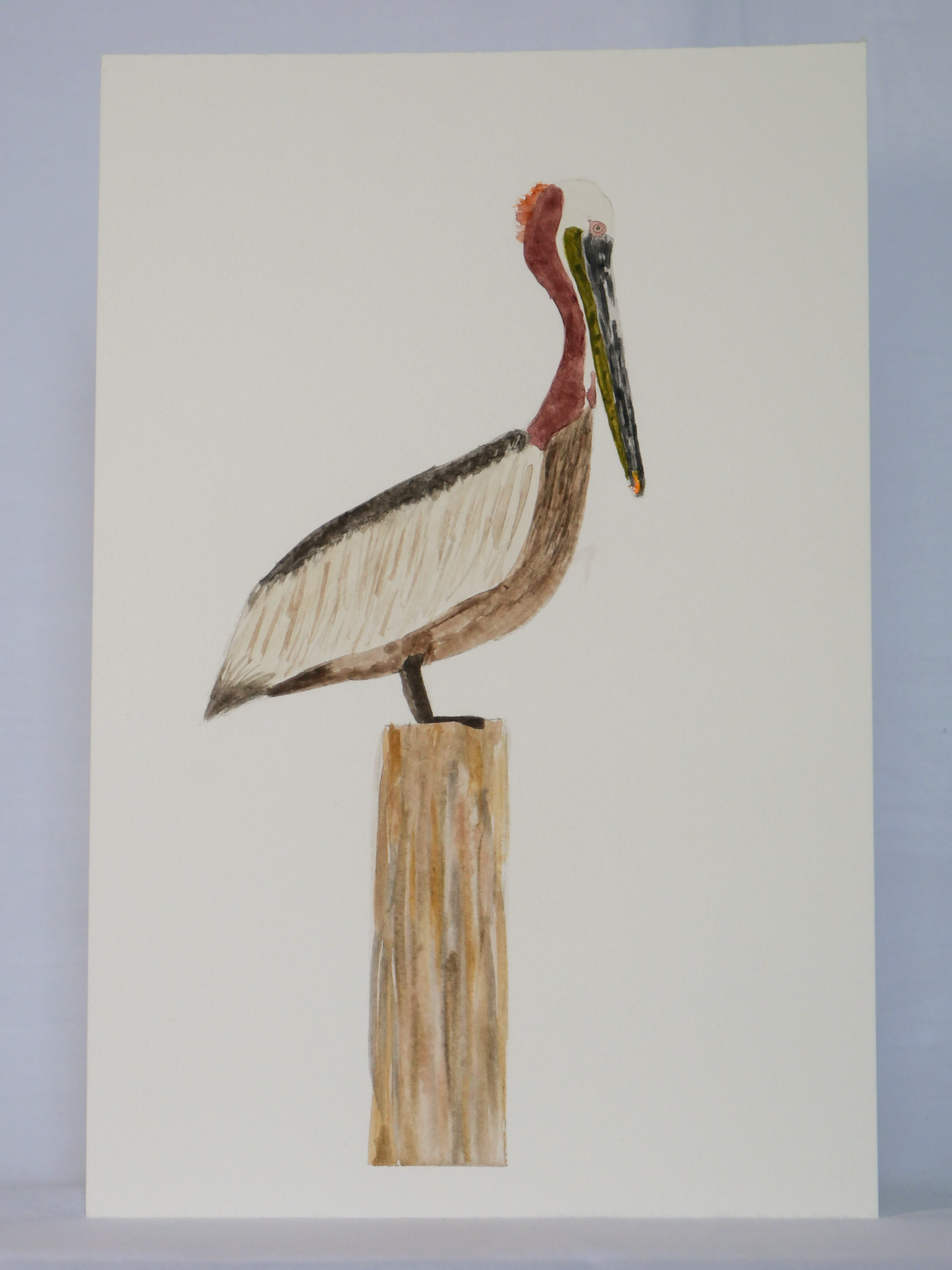 Gazing Brown Pelican | Original Watercolor Painting | Coastal Bird Art