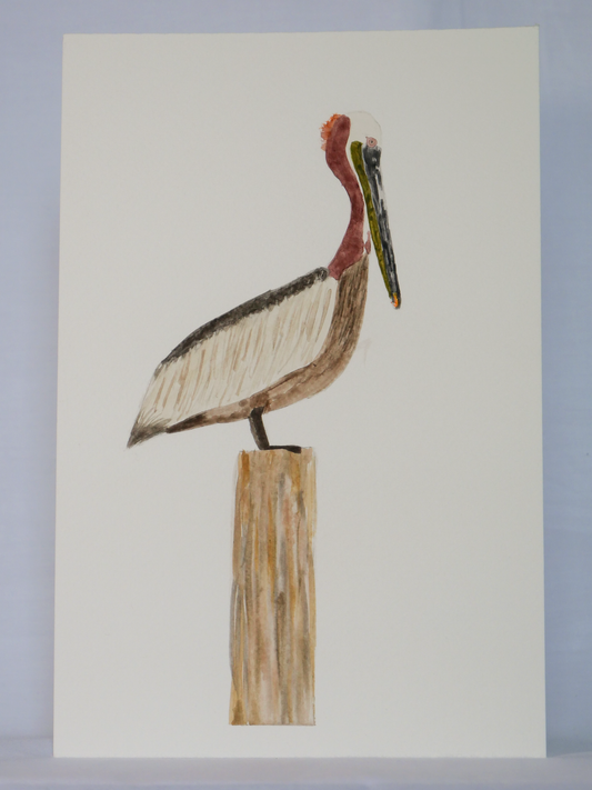 Gazing Brown Pelican | Original Watercolor Painting | Coastal Bird Art