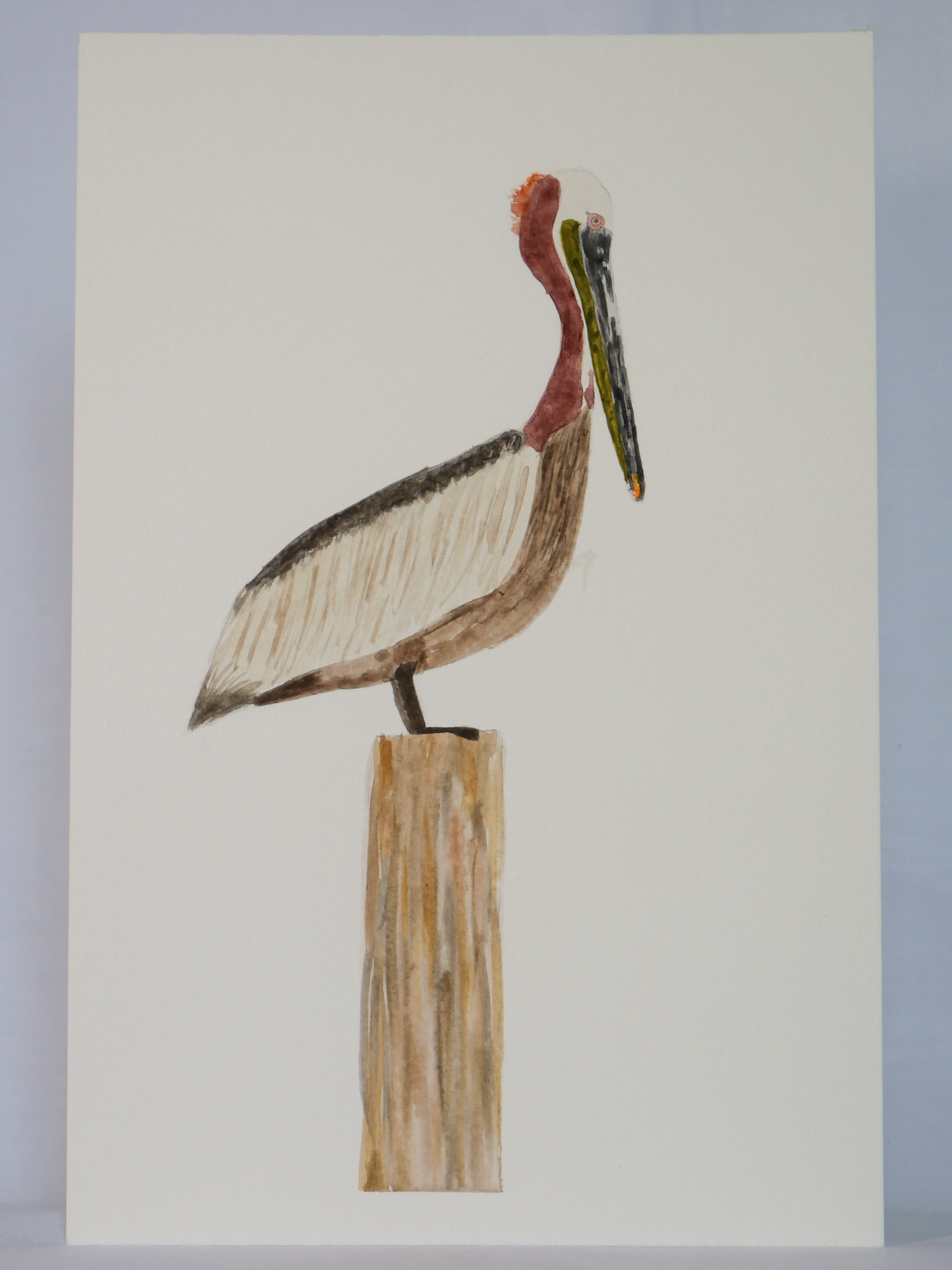 Gazing Brown Pelican | Original Watercolor Painting | Coastal Bird Art