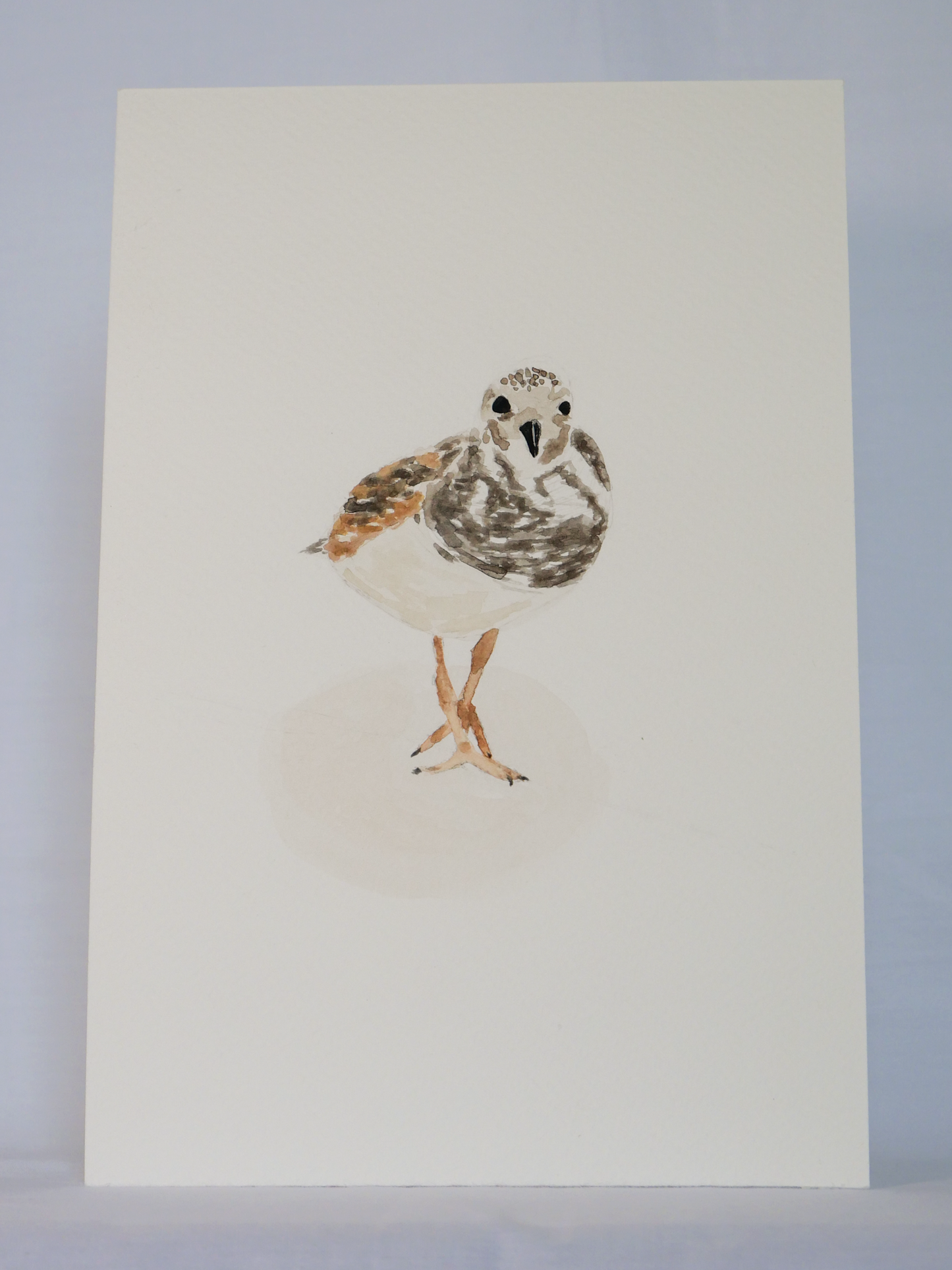 Strutting Ruddy Turnstone | Original Watercolor Painting | Coastal Bird Art