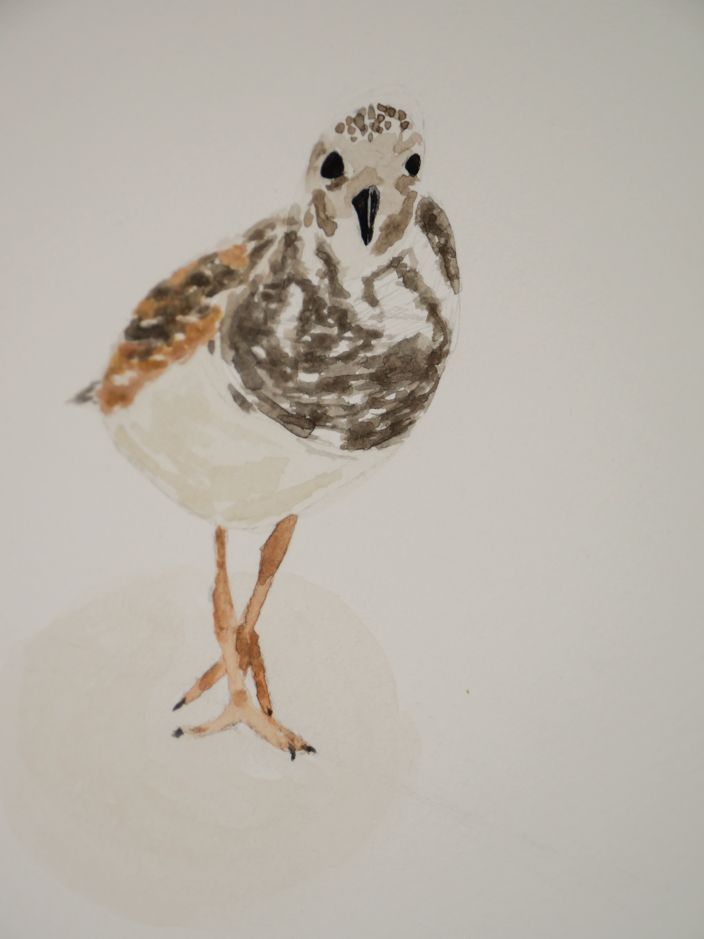 Strutting Ruddy Turnstone | Original Watercolor Painting | Coastal Bird Art