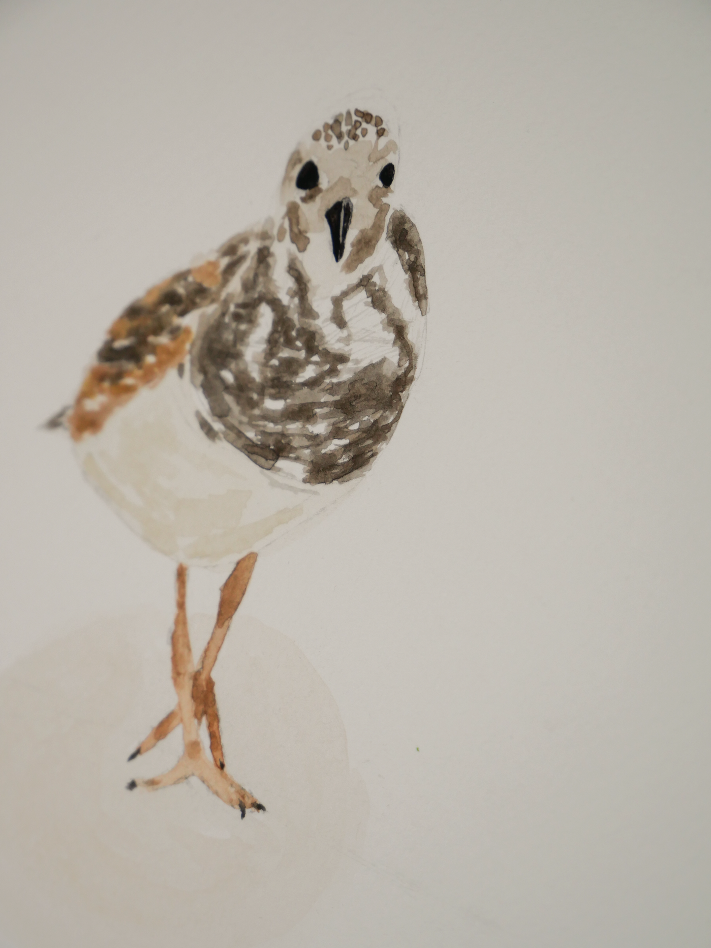 Strutting Ruddy Turnstone | Original Watercolor Painting | Coastal Bird Art