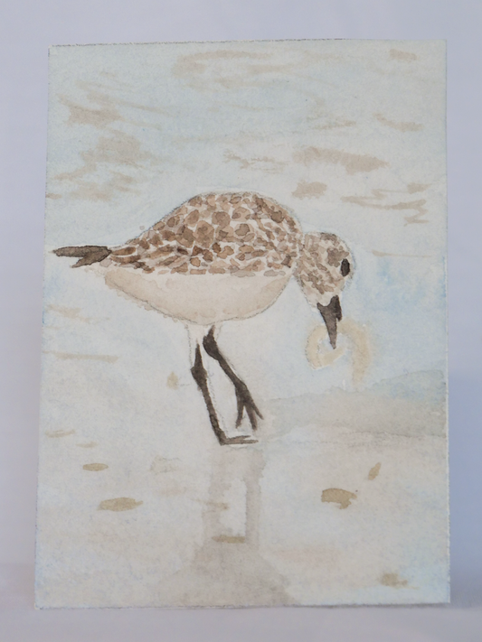 Hungry Willet | Original Watercolor Painting | Coastal Bird Art