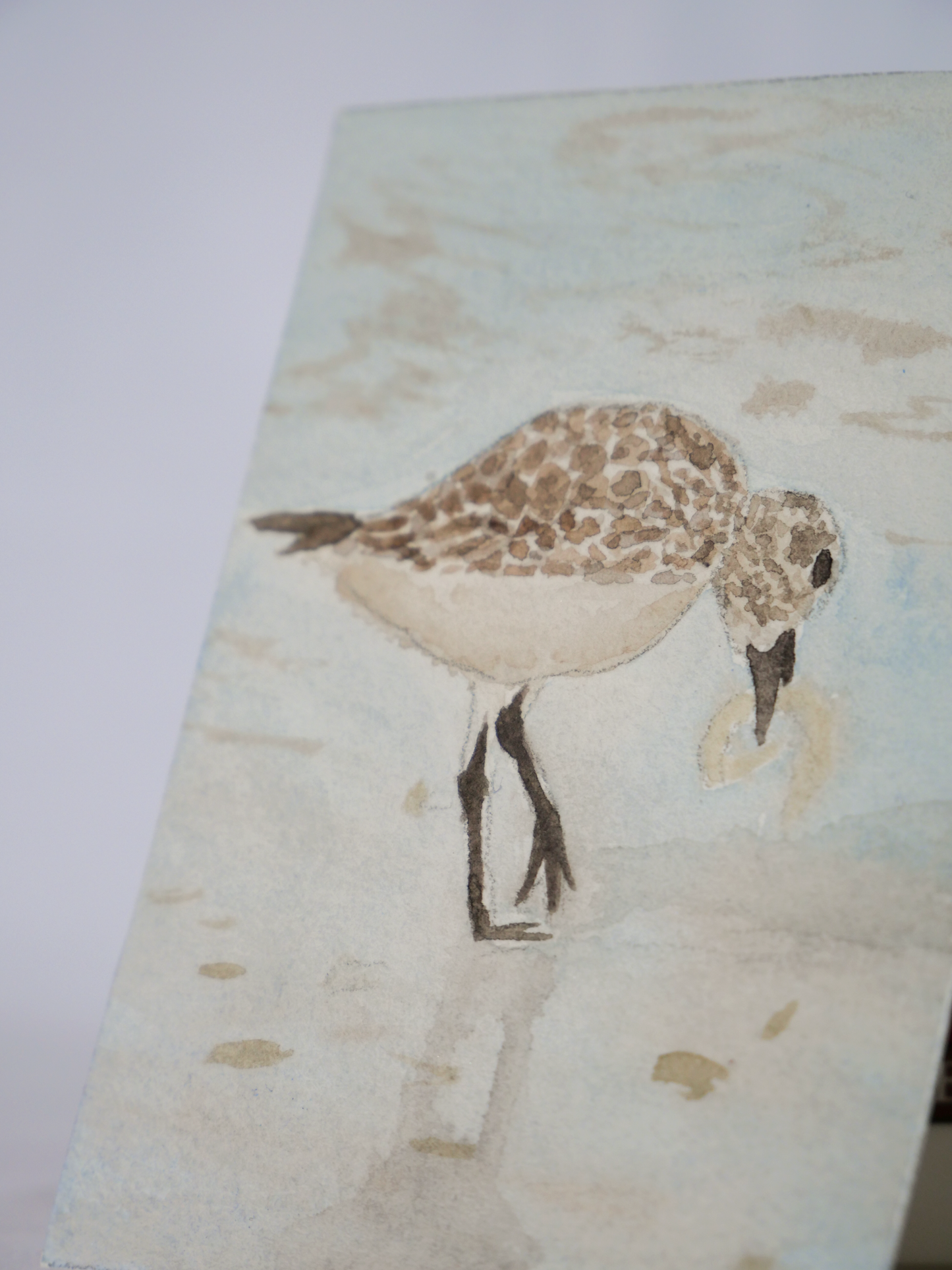 Hungry Willet | Original Watercolor Painting | Coastal Bird Art