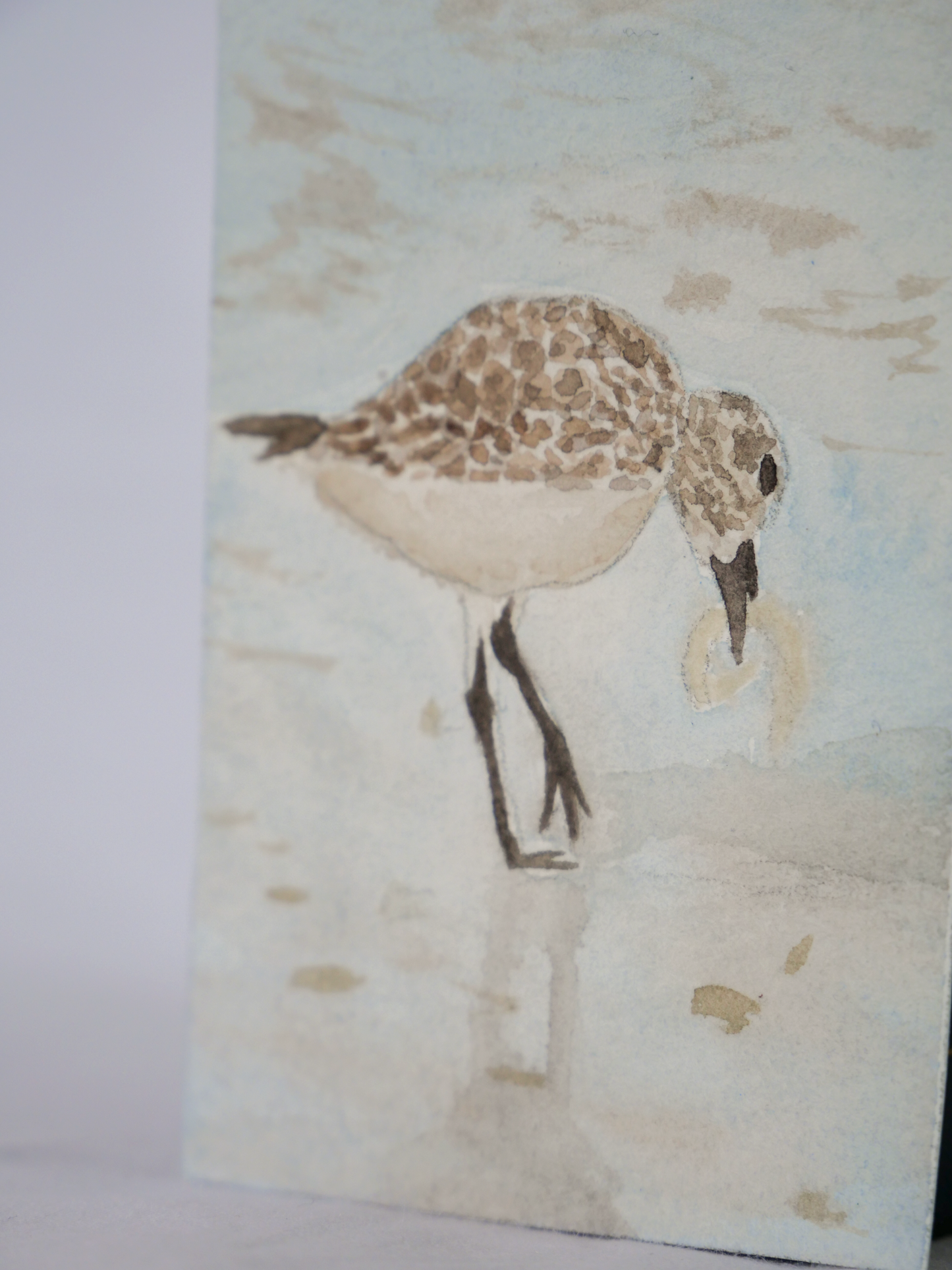 Hungry Willet | Original Watercolor Painting | Coastal Bird Art