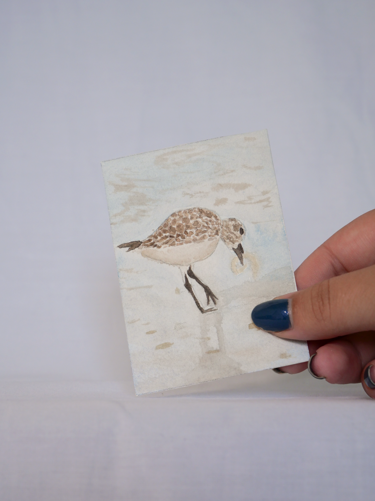 Hungry Willet | Original Watercolor Painting | Coastal Bird Art