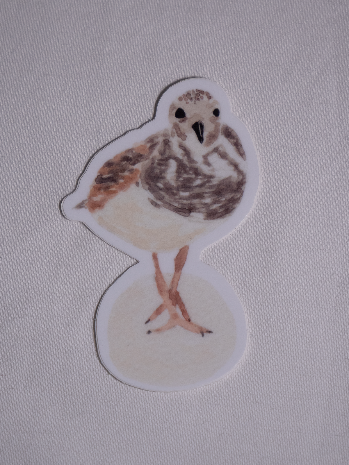 Ruddy Turnstone Vinyl Sticker