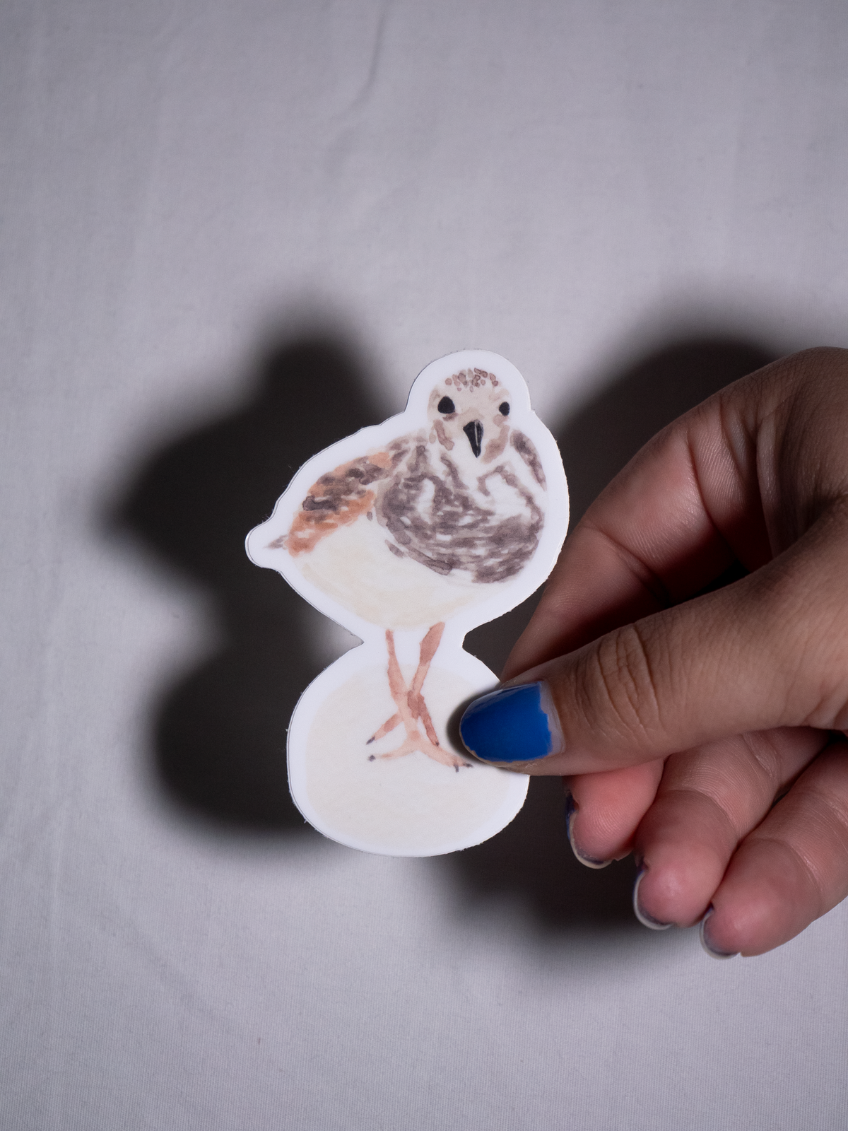 Ruddy Turnstone Vinyl Sticker